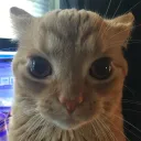 chatmimi