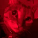 gurly02362