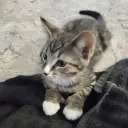 dacoopaking