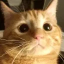 ptitxander