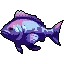 Fairyfish
